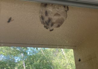 キッチンの窓に出来たキイロスズメバチの巣